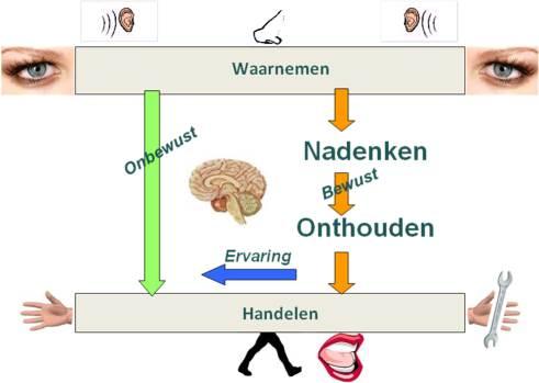schema hersenwerking